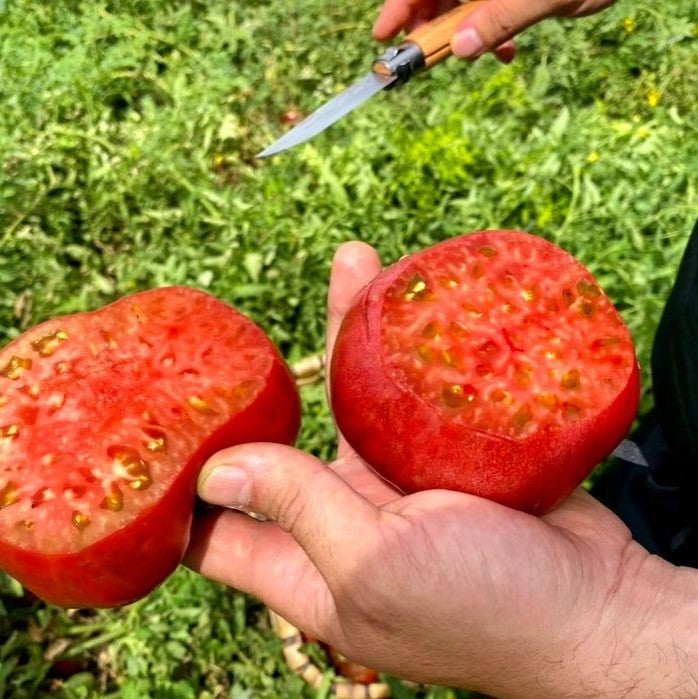 Cata de Tomates, José Carlos Capel