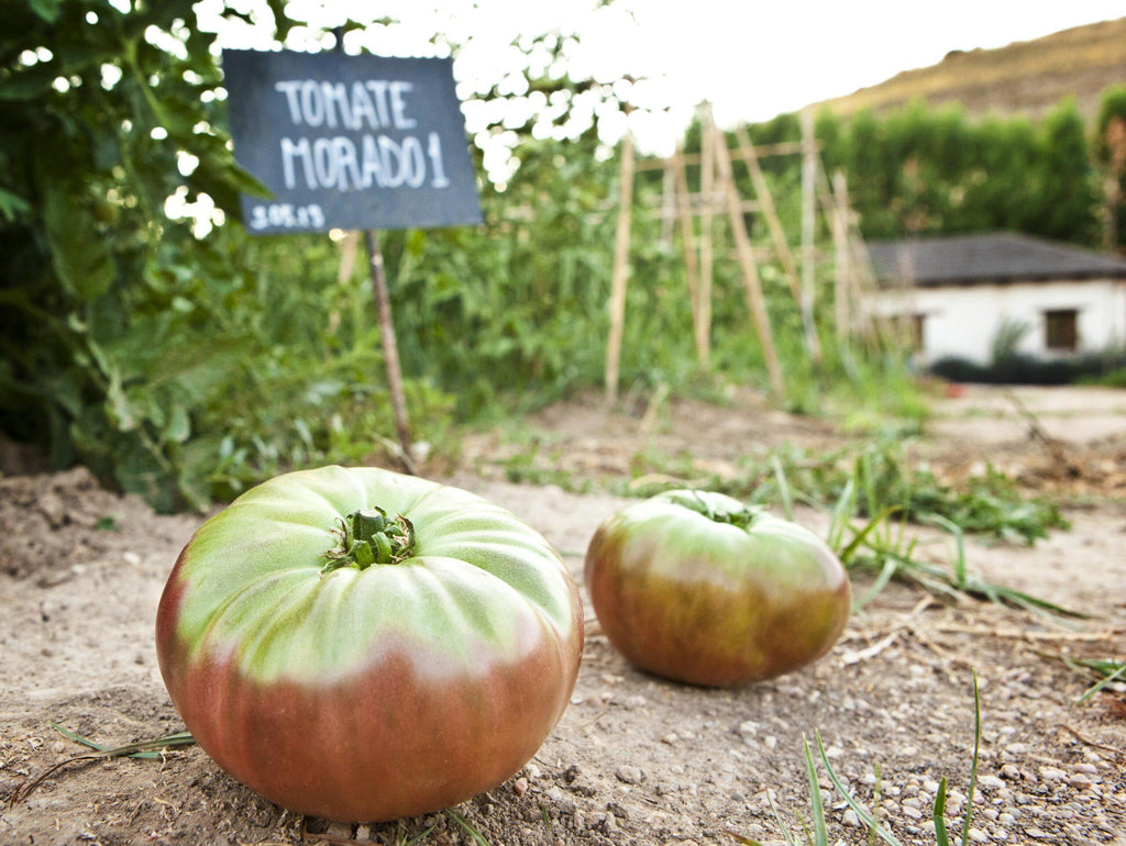 Tomate moruno (1kg) (6543917023439)